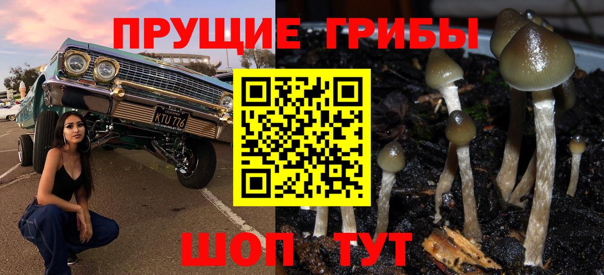 Галлюциногенные грибы Cubensis  цены   Чернушка  Галлюциногенные грибы прущие грибы 