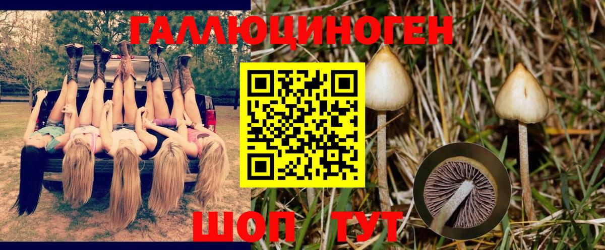где купить наркоту  Псилоцибиновые грибы Magic Shrooms  Вход с VPN  Чернушка 